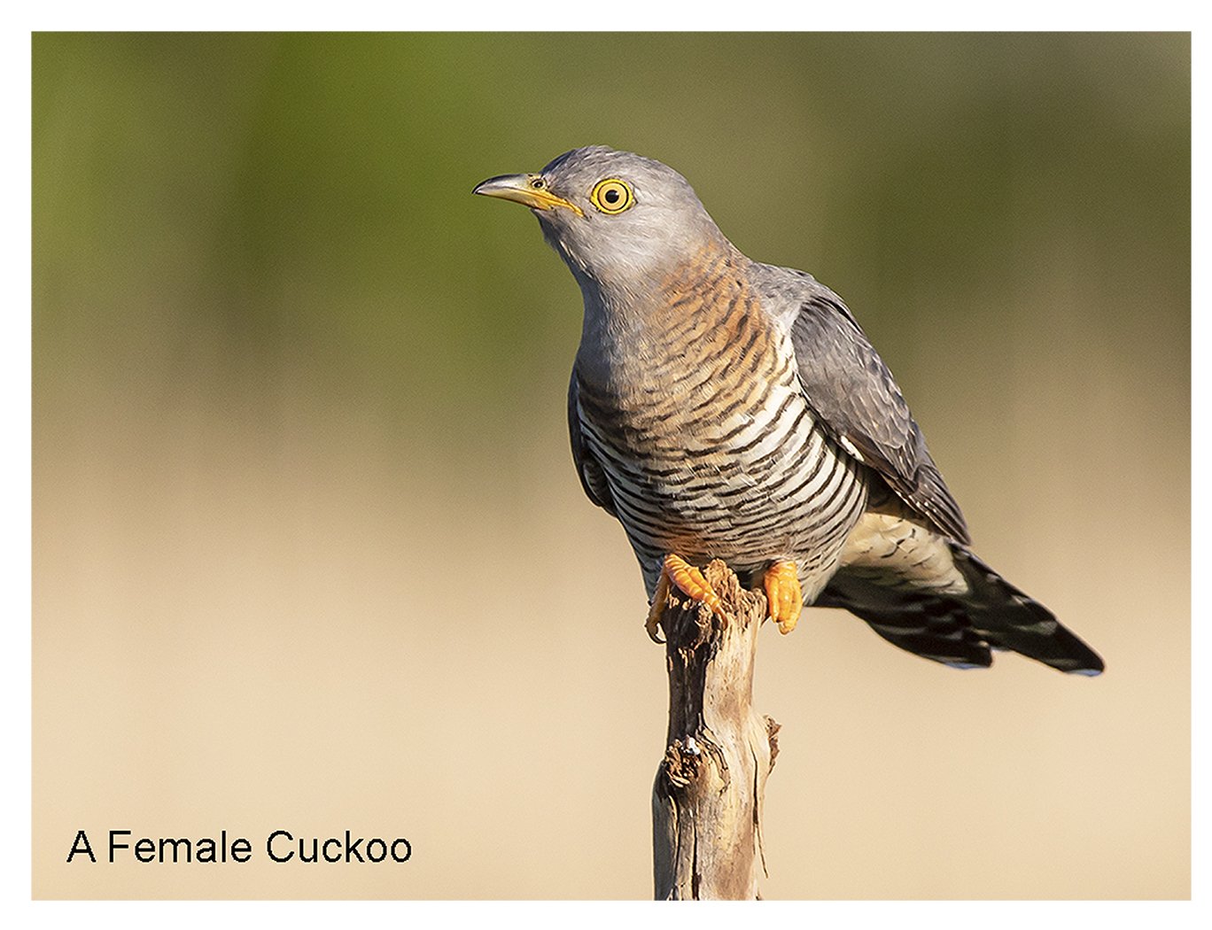 Female Cuckoo.jpg
