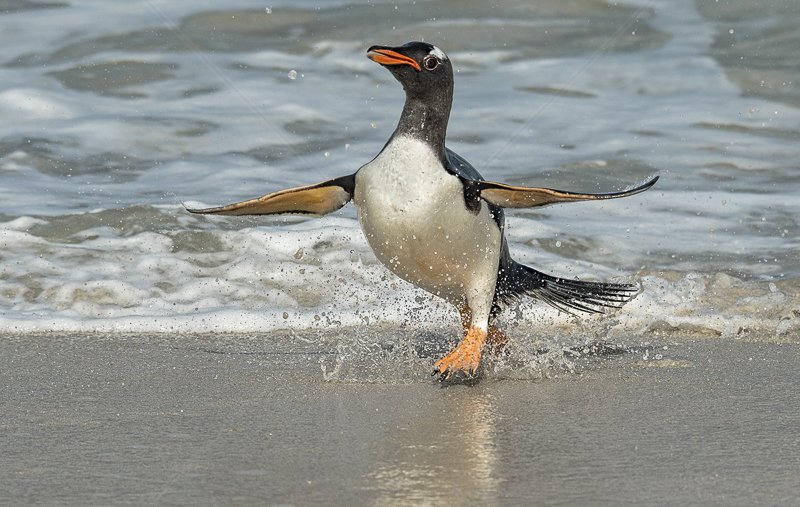 Gentoo Penguin Emerging from Sea By Audrey Price - C (Adv)