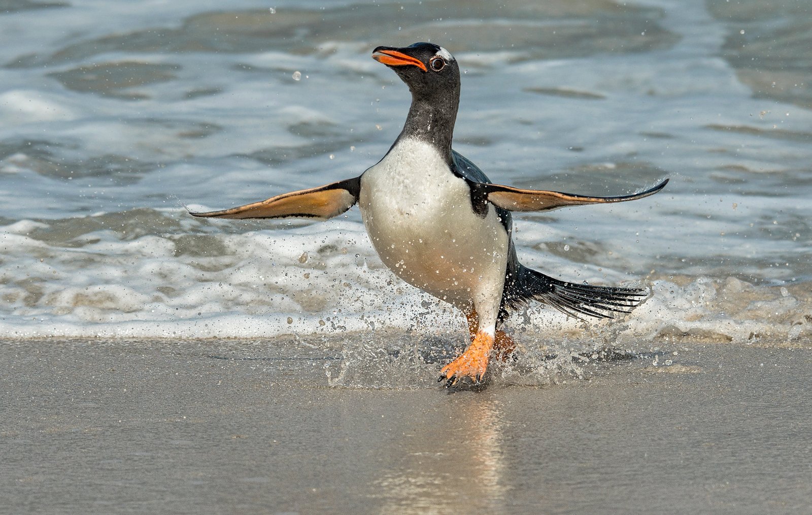 Gentoo penguin emerging from sea-Audrey Price