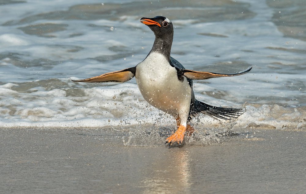 Gentoo penguin emerging from sea-Audrey Price