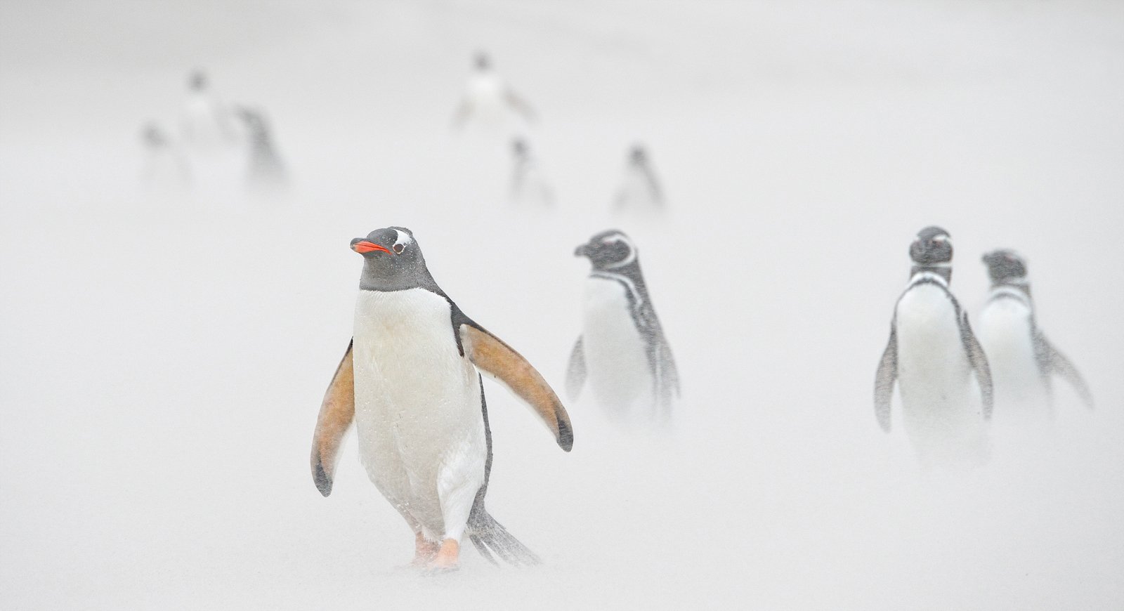 Penguins in sand storm-Russell Price