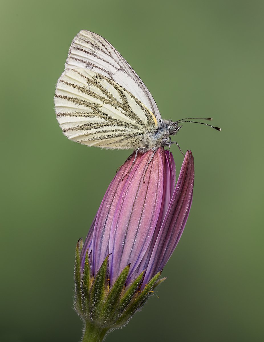 Green-Veined White by Norman O'Neill