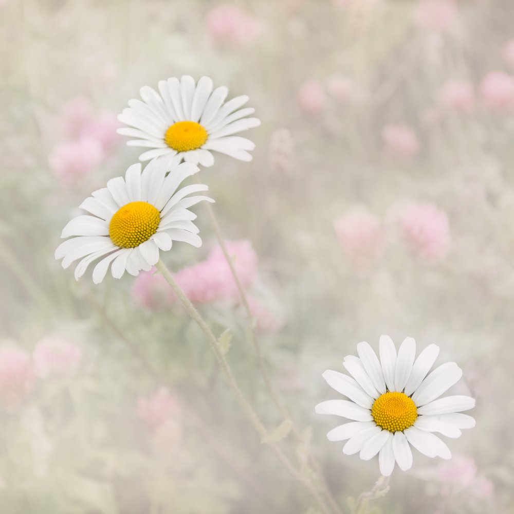 Daisies and Clover by Irene Froy