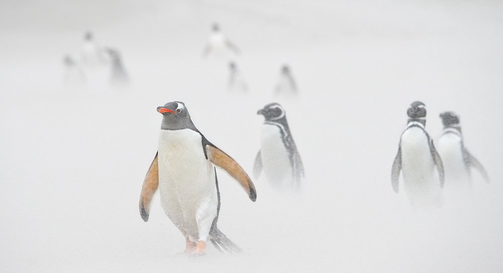 Penguins in Sandstorm by Russell Price