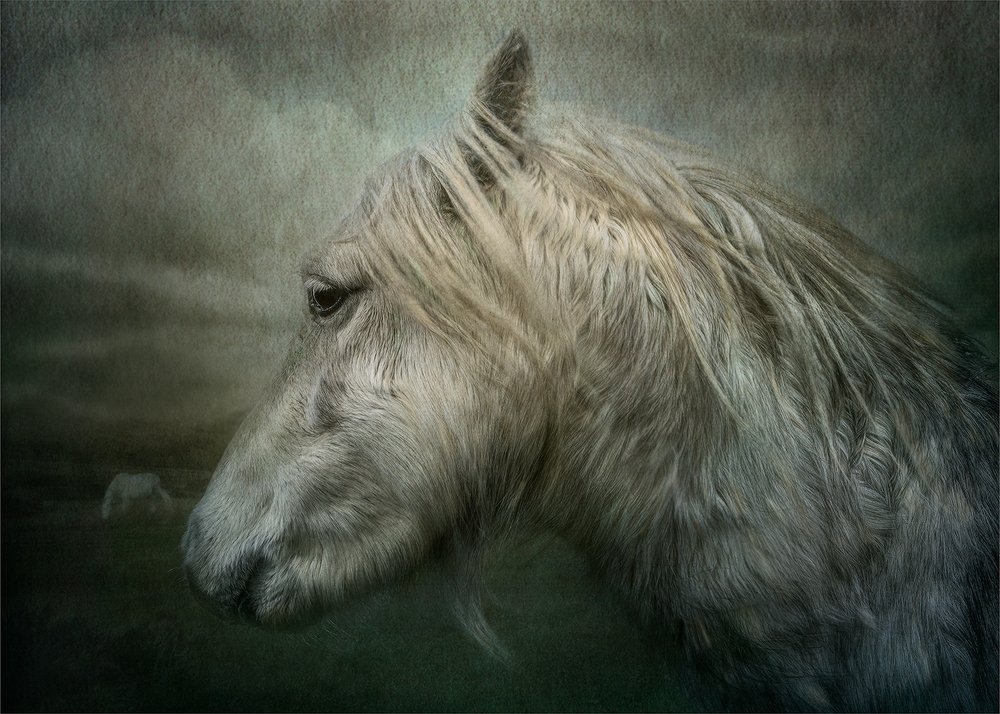 Renaissance Pony by Calvin Downes