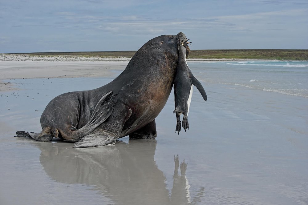 Bull Sealion Returning to Sea with Kill by Russell Price