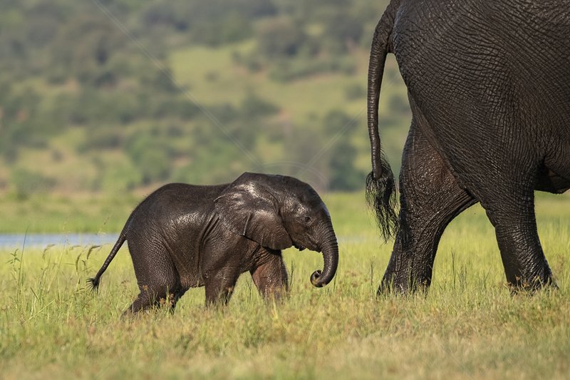 Folowing in Mothers Footsteps by Audrey Price - C