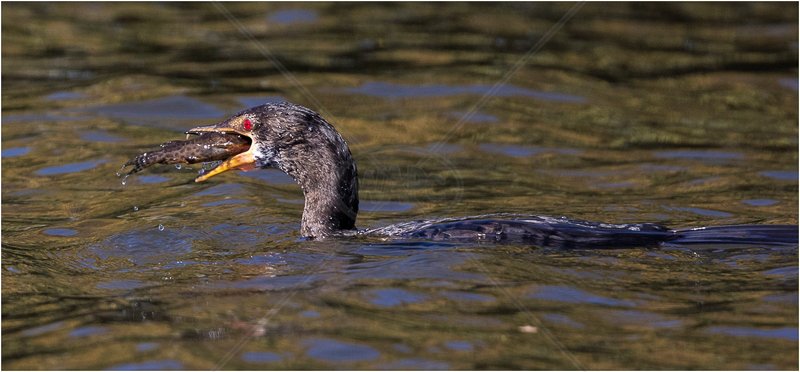  Cormorant with Catch by Alan Lees - C (Adv) 