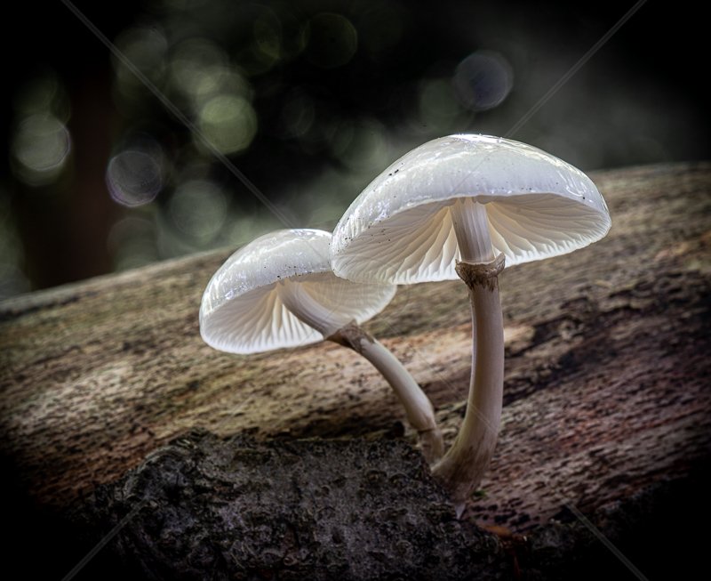  Porcelain Fungus by John Sweetland - 1st (Adv) 