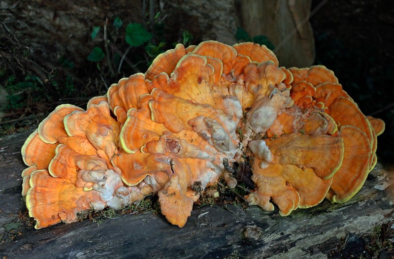  Chicken of the Woods by David Prestwood - C (Int) 