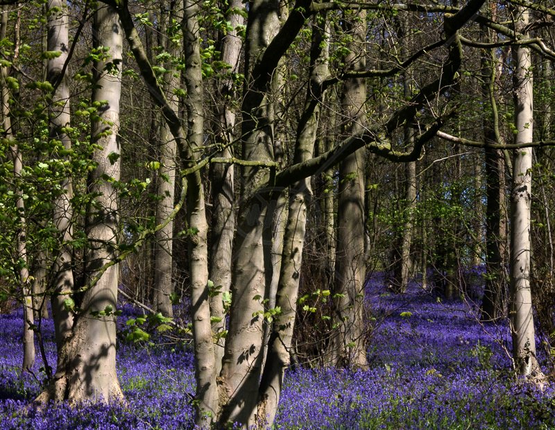  Bluebell Wood by David Prestwood - HC (Int) 
