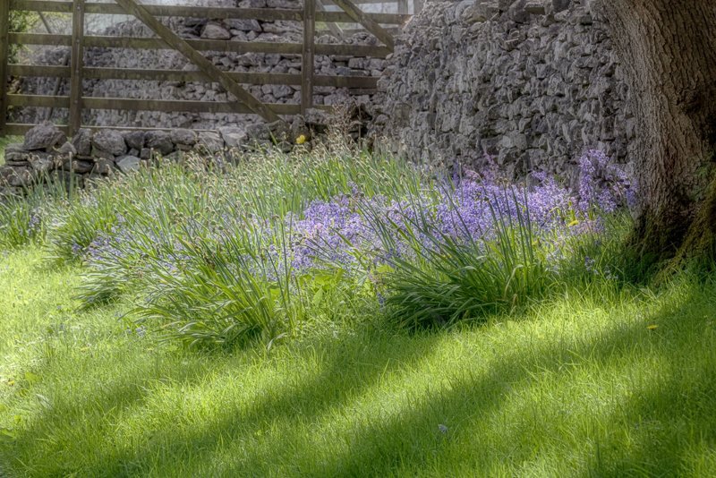  Bluebells and Shadows by Irene Froy - C (ADV) 