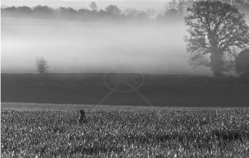  Pheasant on the Lookout by Steve Rex - C (ADV) 