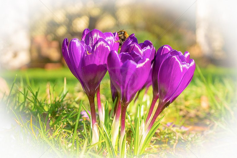  Crocuses with Bee by Guy Kershaw - HC (INT) 
