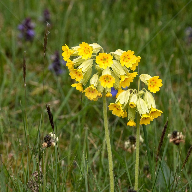  Cowslips by Irene Froy - C (PRINT) 