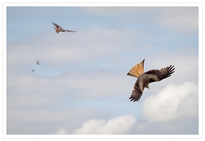  Red Kites Descending by Calvin Downes - 3rd (PRINT) 
