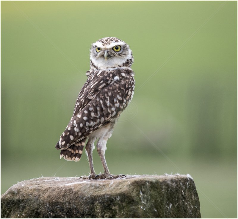  Burrowing Owl by Peter Hodgkison - C (Adv) 