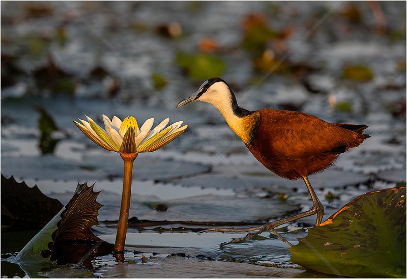  Jacana - Lily Trotter by Alan Lees - 1st (Adv) 