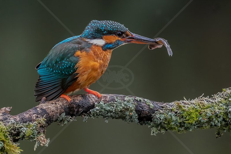  Kingfisher with Fish by Norman O'Neill - 3rd (Adv) 