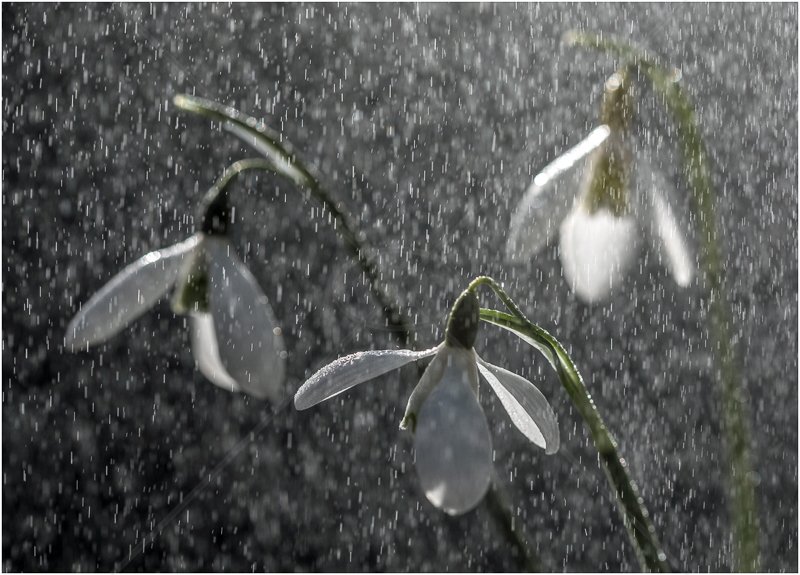  Spring Shower by Peter Hodgkison - C (Adv) 