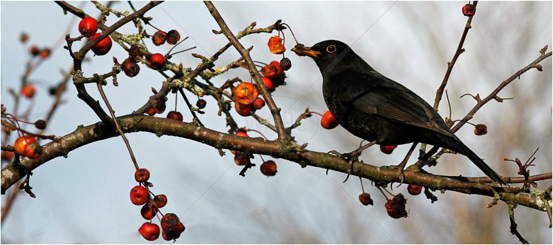  Blackbird and Berries by David Prestwood - HC (Int) 