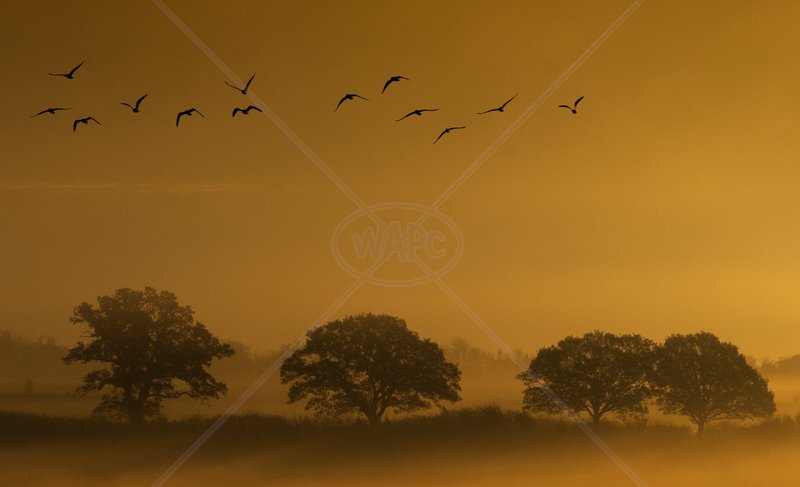  Birds in the Mist by Steve Rex - C (Print) 