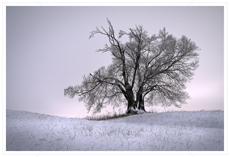  Snowy Tree by Calvin Downes - 3rd (Print) 