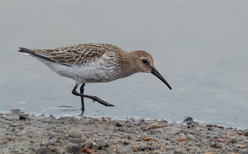  Dunlin on Shore Line by Norman O'Neill - C (Adv col) 