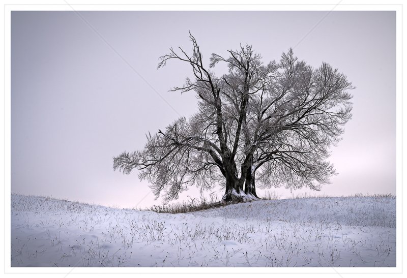  Snowy Tree by Calvin Downes - HC (Adv col) 