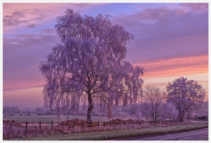  Trees at Dawn by Steve Rex - C (Adv col) 