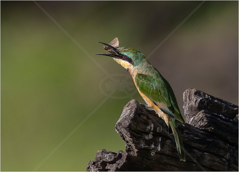  Little Bee Eater by Alan Lees - 1st (Adv PDI) 