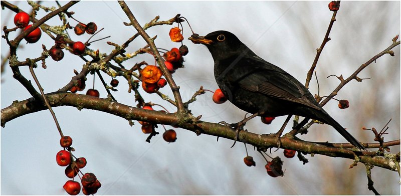  Blackbird and Berries by David Prestwood - C (Int PDI) 