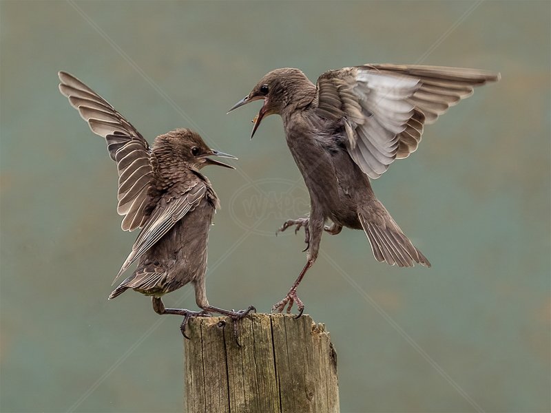  Juvenile Starlings by Norman O'Neill - HC (Adv) 