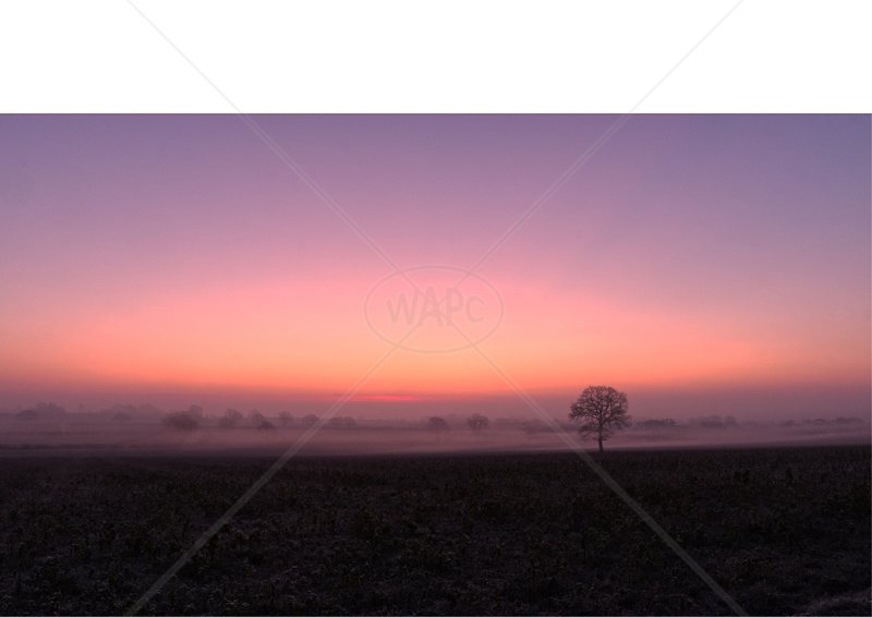  Pink Glow at Sunrise by Steve Rex - C (Adv col) 