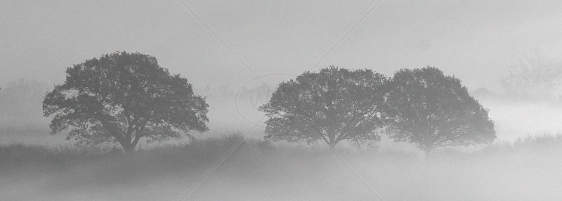  A Bit of Mist in the Morning by Steve Rex - C (Adv mono) 