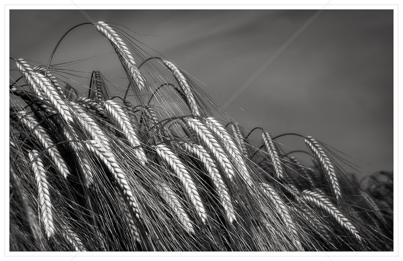  Bowing Barley by Calvin Downes - 2nd (Adv mono) 