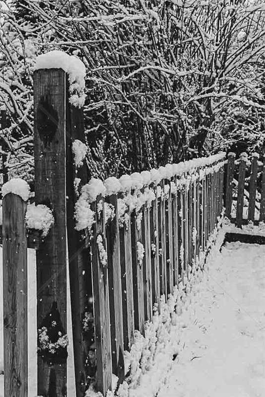  Garden in Winter by Guy Kershaw - 3rd (Int mono) 