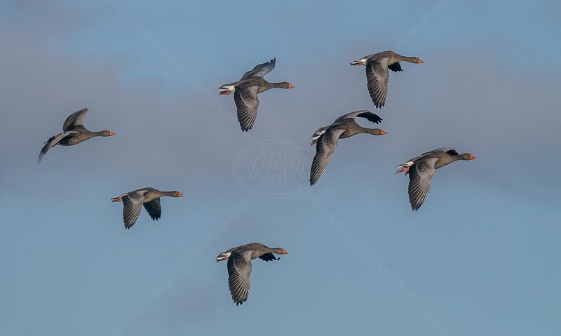  Greylag Geese in Flight by Norman O'Neill - C (Adv Col) 