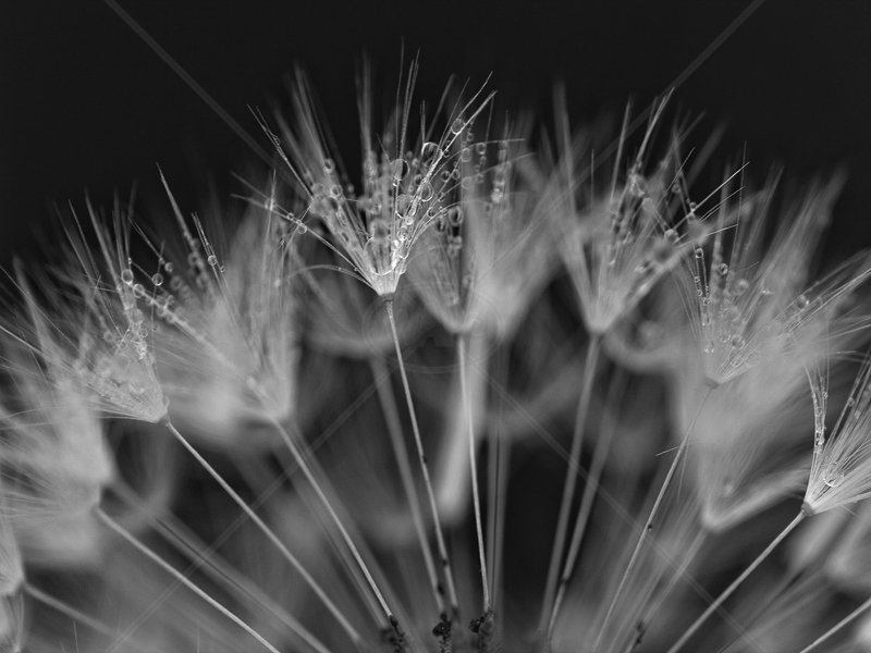  Feathers by Verity Gray - 1st (Int mono) 
