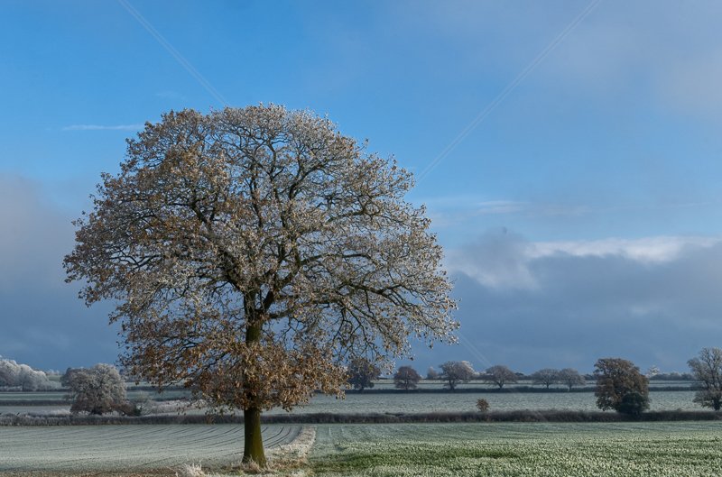  Oak Tree in the Frost By - Steve Rex - C (Adv col) 