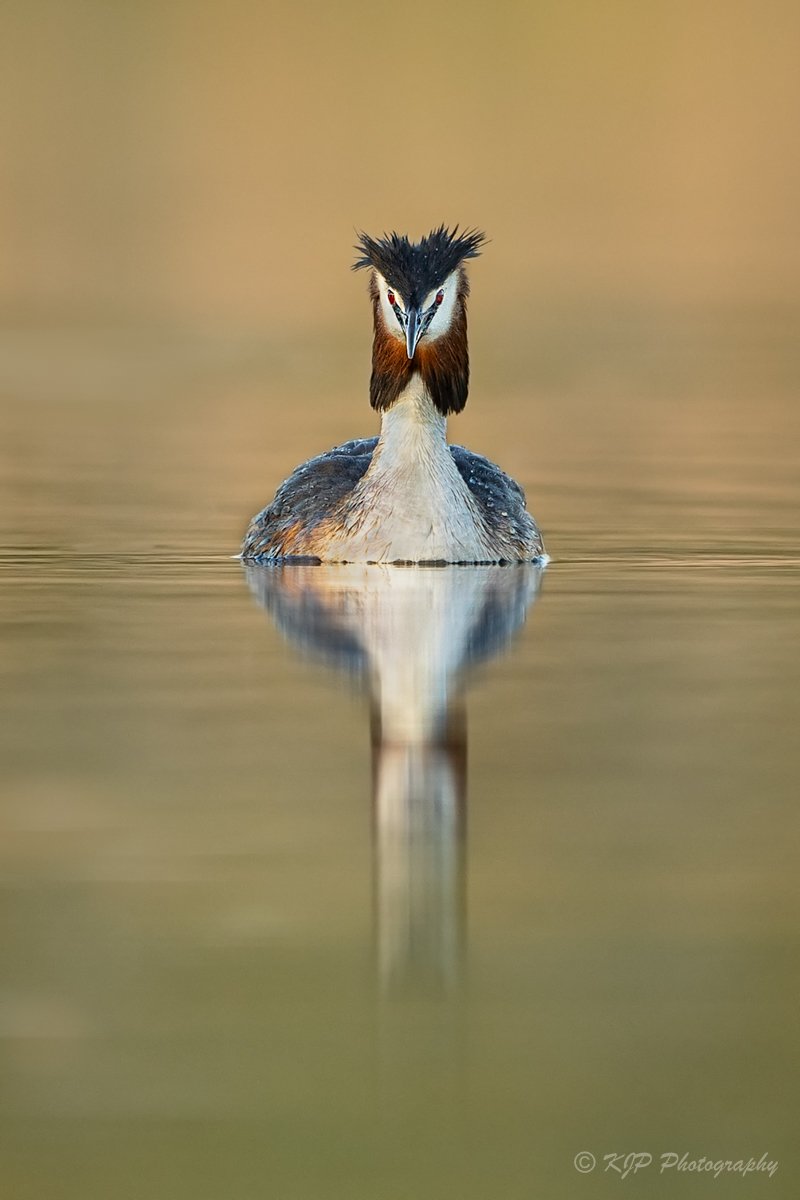 Great Crested Grebe.jpg