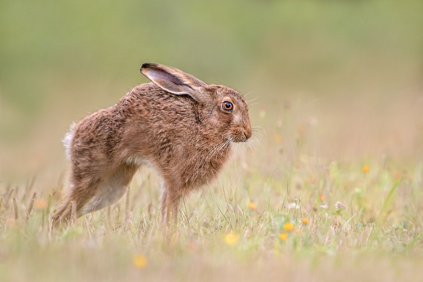 03 Brown Hare Stretch.jpg