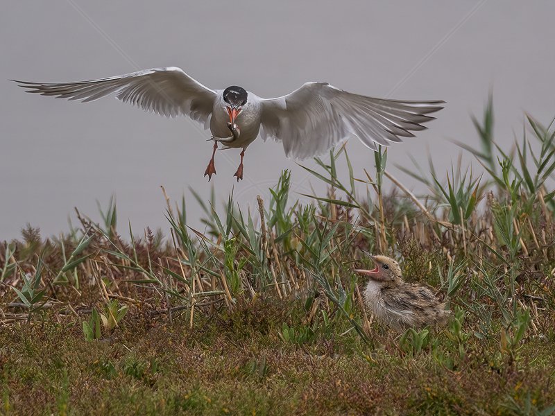  Feeding Time by Norman O'Neill - 2nd (Adv) 