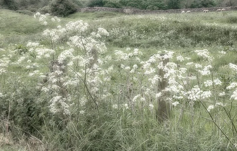 Cow Parsley & Sheep by Irene Froy -.jpg