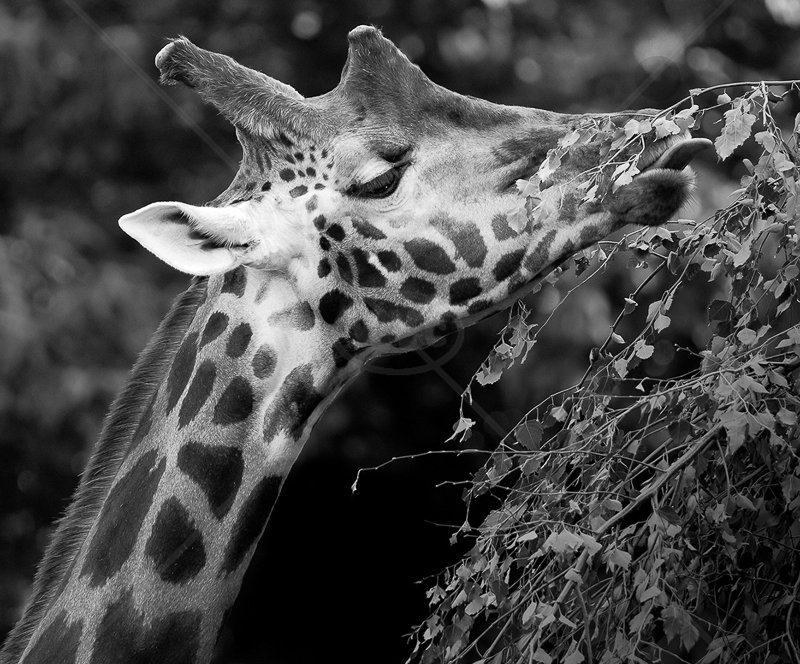 Hungry by Verity Gray - C (Int)