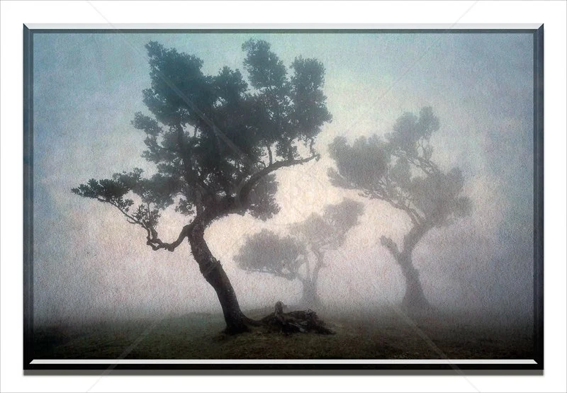 Ancient Oaks by Calvin Downes - HC (adv Col Print FINALS)