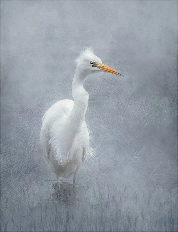 Great White Egret by Jayne Mapp - HC (Adv Col Print Finals)