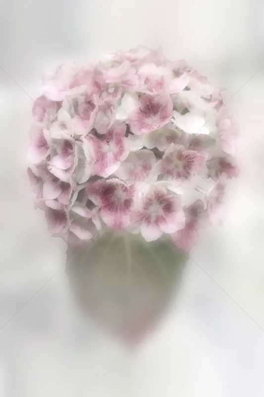 Hydrangea by Tracy Jackson - 2nd (Int Col Print Finals)
