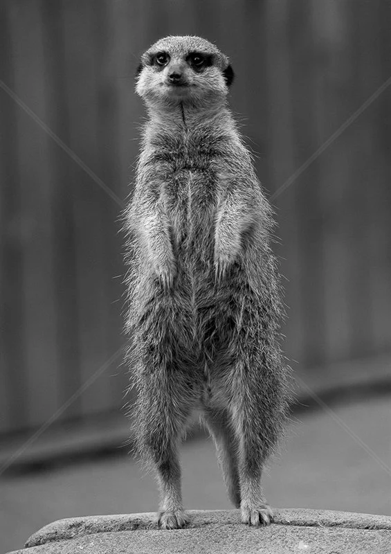 Standing Tall by Verity Gray - 3rd (Int Mono Print Finals)