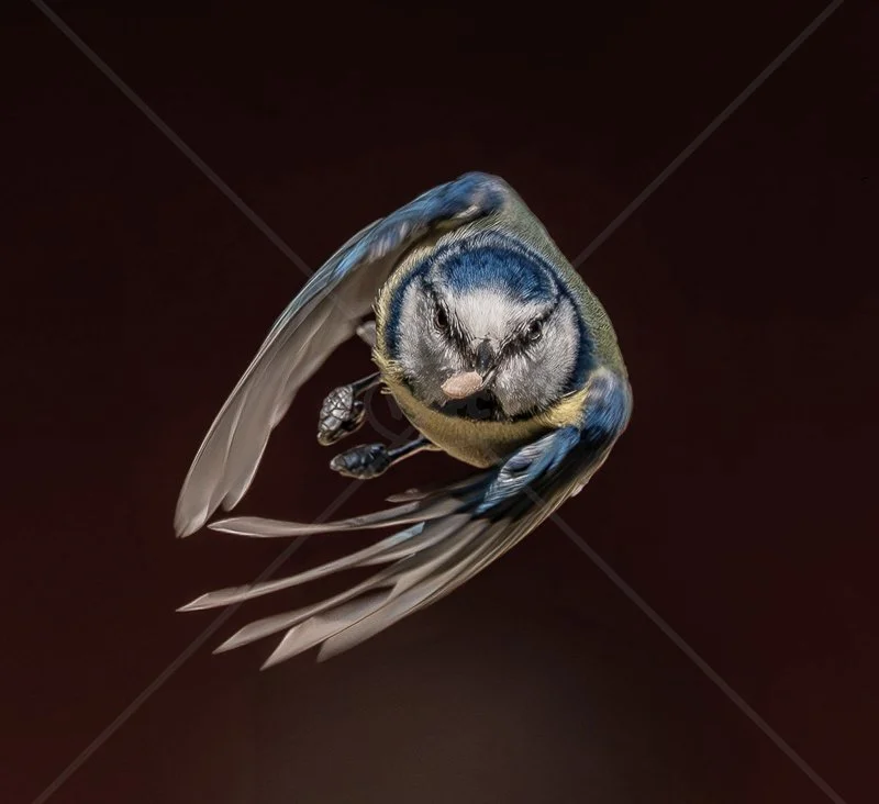 Incoming Blue Tit by Chris Purnell - HC (Int)